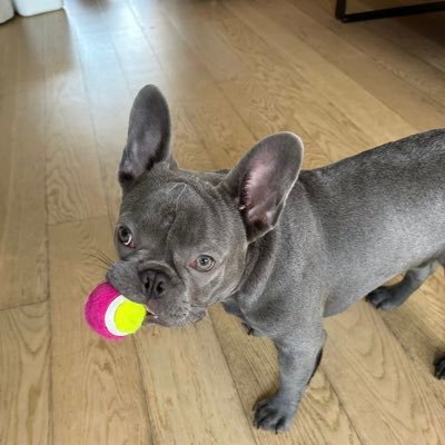 The French bulldog that reads 📚