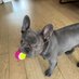 bubu the Frenchie (@bubufrenchie) Twitter profile photo bubu the Frenchie (@bubufrenchie) Twitter profile photo