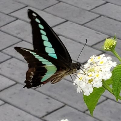 しがない社会人六年生。好きを追い、自由を求めて走る者。それが悪だと言うならば、悪人として生き、悪人として死ぬまでさ。