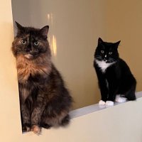 Molly and Oliver(@tortitudenspunk) 's Twitter Profile Photo