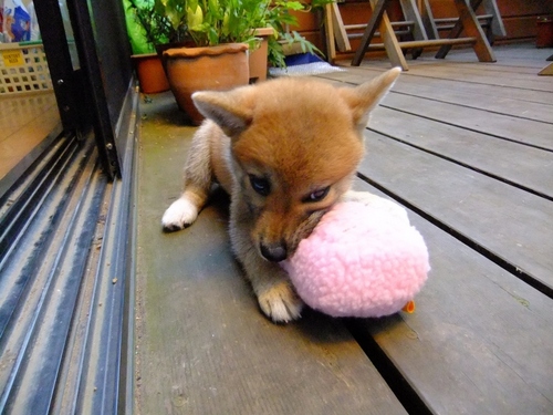 実際はヒゲでもボウズでもない。柴犬大好き。目指せ柴犬ライフ。 がんばれ Atlético de Madrid →つまりサウール SaúlNiguez 最高　浦和レッズレディース　西武ライオンズ