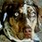 Crypto Catahoula avatar