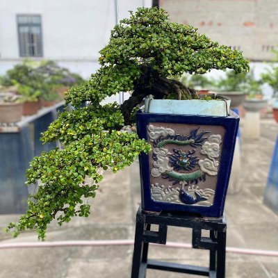 💗FOLLOW ME💗
Nghệ nhân bonsai #bonsai #bonsaiart #art