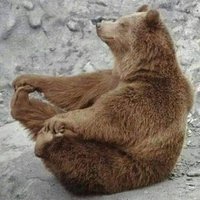 Quin bear truth (@quink13) 's Twitter Profile
