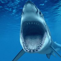 SEA KING π¬ππ§ββοΈ (@seaking303) 's Twitter Profile Photo SEA KING π¬ππ§ββοΈ (@seaking303) 's Twitter Profile Photo