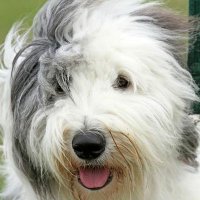 Bill (@flawes61) 's Twitter Profile