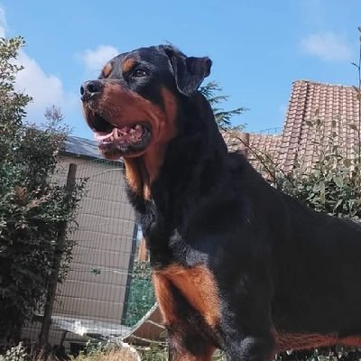 welcome to@rottweiler5713
we share daily contents #rottweiler
Follow us:@rottweiler5713