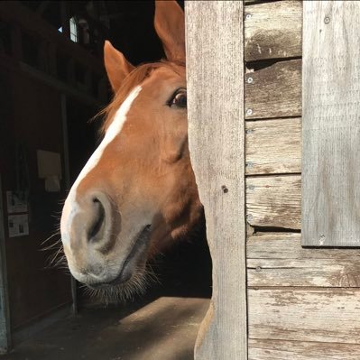 kotukodayo0704's profile picture. Vodka🏇/ コーセーミウラ🏇/ 💜️ྀི💛️ྀི💚️ྀི愛してるだけの国 /🍋🏰🌿☄️🥁☀️🦒風王/能登生まれ能登育ち能登在住の田舎者 / ヘッダーは千里浜なぎさドライブウェイで見た幻日🌈🚗