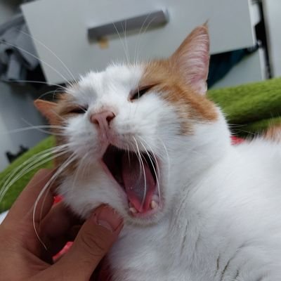 i love cats, im 19 and pathetically in love with @tin_of_tuna_
my pfp and banner are my cats :D