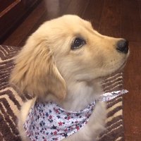 Bubba Gee (@bubbagsd) 's Twitter Profile