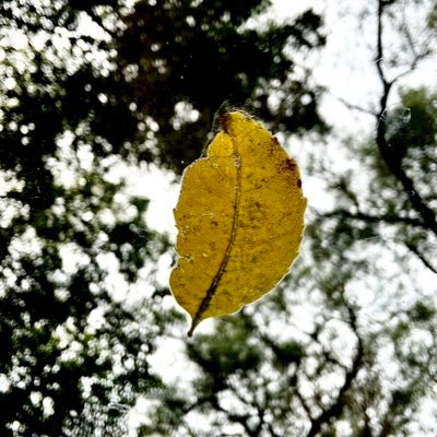 Ari tachi ga kusa ni nobotte sugu oriru. Karaoka Yumiko. “Las hormigas en fila suben por una hoja de hierba... y en seguida bajan” La vida en un haiku.