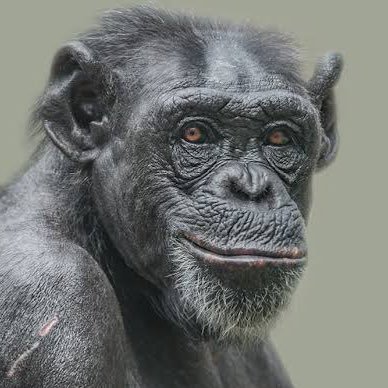 bonobosensual Profile Picture