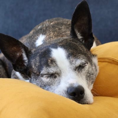 Sarinkochan_'s profile picture. 🇫🇷小学校→🇯🇵中高→🇪🇺医学部→🇺🇸20代主婦←now!! | さ子が手掛けた医学の絵本↓