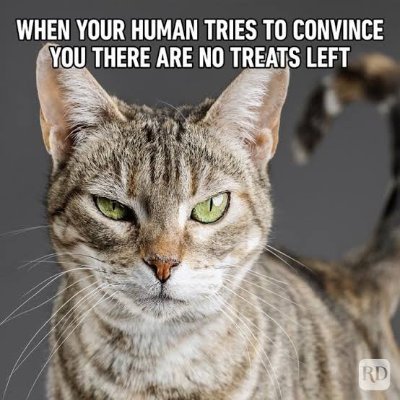 Cat memes are my LIFE!🐈🐈‍⬛🐱🐱🐱🐱🐱🐱🐱🐱🐱🐱🐱🐱🐱🐱🐱🐱🐱🐱🐱🐱🐱🐱🐱🐈🐱🐱🐱🐈🐱🐈‍⬛🐈‍⬛🐈‍⬛🐈‍⬛🐈‍⬛🐈‍⬛🐈‍⬛🐈‍⬛🐈‍⬛🐈‍⬛🐈‍⬛🐈‍⬛🐈‍⬛🐈‍⬛🐈‍⬛🐈‍⬛🐈‍⬛🐈‍⬛🐈