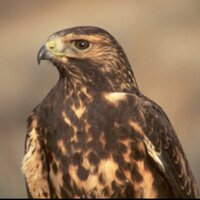 د.حمد الغرير (@dr_alqareer) 's Twitter Profile