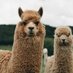 Purrfect Zoo (@purrfectzoo) Twitter profile photo Purrfect Zoo (@purrfectzoo) Twitter profile photo