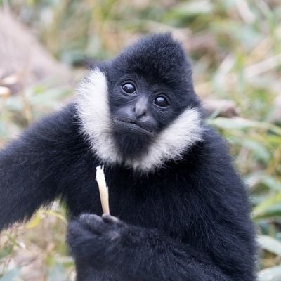 noodlegibbon Profile Picture