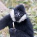 gimble (@noodlegibbon) Twitter profile photo gimble (@noodlegibbon) Twitter profile photo