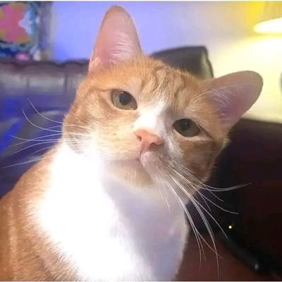sawyer1135558's profile picture. Cats☺️☺️. I follow back 🥰