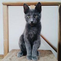Pedro (@staralfur_lx) 's Twitter Profile