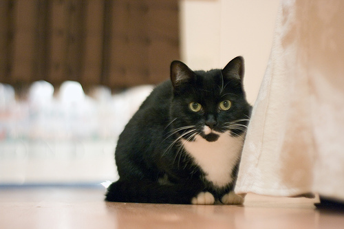 catherinered's profile picture. Cat-loving librarian, not a stereotype.