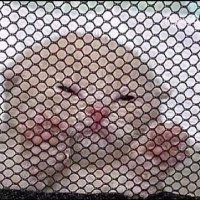 Mariclenes (@codornazz) 's Twitter Profile Photo