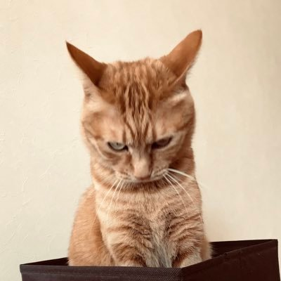 ノーマスク推奨ではなく、マスク無しに生きられくなった化学物質過敏症です。香害に生活が蝕まれています。時々、生きもの係。自己紹介やポストのない方、エロ、懸賞、営業等の方、ブロックさせていただきます。