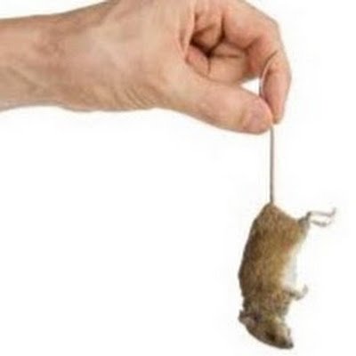 porkenthusiast8's profile picture. 