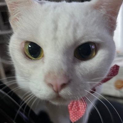ヨウメイ🐈‍⬛🍁🐈さんのプロフィール画像