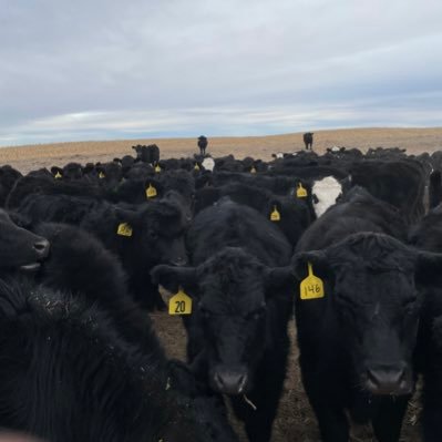 Christian, Father, Husband, Rancher, Farmer, Wrestling Coach.