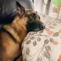 Akela_Wolffie (@ollarcerodri) 's Twitter Profile