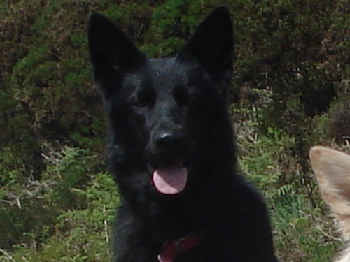 apacherebel's profile picture. shaman/wicca/rocker/goth/hippie #confused