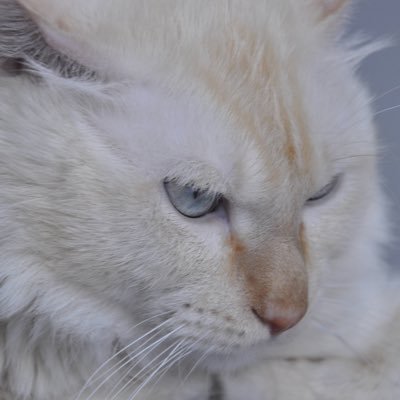 Bruno #maomao is a #kitty #cat #brunomaomao #web3 https://t.co/hR1STriaxz https://t.co/s31awAT8GZ