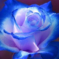 🌹 Róseee 🌹 (@roseeeseeee) 's Twitter Profile Photo
