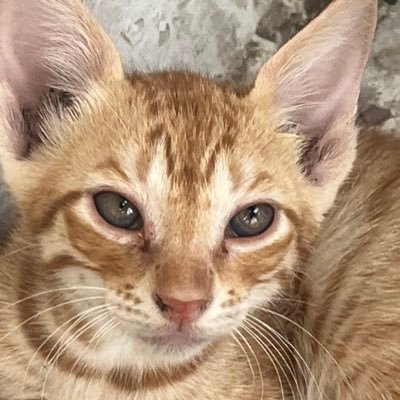 uilkjhman's profile picture. retweet ≠ endorsement #PeaceAboveAll                   #IndiaAboveAll