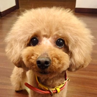トイプードルの杏仁♀とチワワのタオくん♂、そして2人の子どものちょびたん♂と私で1人と3匹暮らししています🐶🐶🐶料理好きな方🍳動物好きの方、食べることやお料理好きな方みなさんと繋がりたいです❤️無言フォロー大歓迎❤️無言フォロー失礼します🐶🐾DMはごめんなさい✖️宜しくお願いします🐶🎈