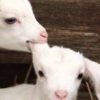 さい (@nnnnnnnnm__) 's Twitter Profile