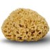 knowledgesponge (@knowledgesp0nge) Twitter profile photo