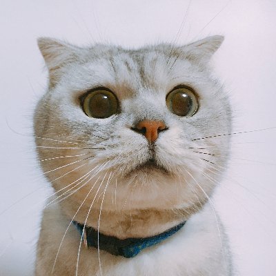 Zorro_Lin_7's profile picture. 😺 Cat lover.
🌍 Embracing the authentic rhythms of life. 
#RealLifeVibes