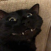 NKD-Turtle (@turtlenkd) 's Twitter Profile