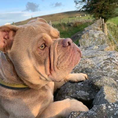 Winston Wallace, I’m a beautiful Olde English Bulldog that loves my new life out of the city and now live in the countryside, ALL POLITICAL OPINIONS ARE MY MUMS