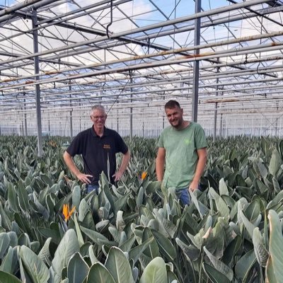 Roland(l) & Barry(r) Duyvesteijn. Biological growers of Holland Strelitzia. Strelitzia Flowers & -plants. Visit only by appointment 📞06-26.330.139.