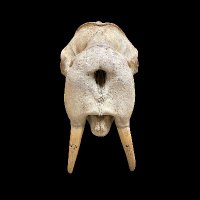 Historical Fish and Walrus (@katdierickx) 's Twitter Profile Photo Historical Fish and Walrus (@katdierickx) 's Twitter Profile Photo
