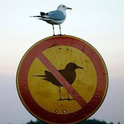 mikebojafausss's profile picture. Expat Piemontese in der Schweiz, spesso controcorrente.