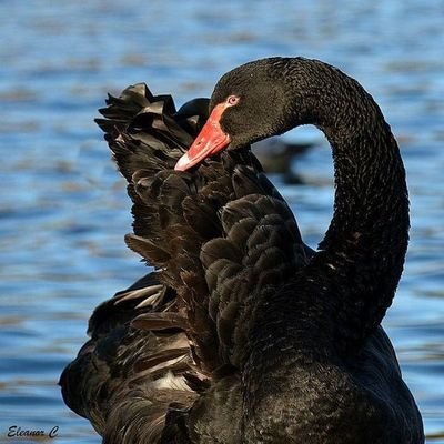 kingconveniec's profile picture. 