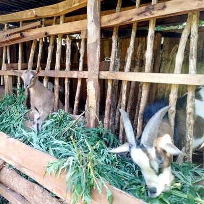 ruibuni2's profile picture. coffee farming, daily goats, hass avocados