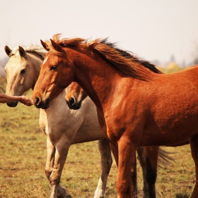 Médico veterinario de la UNPHU🐎
Fan de Harry Potter 💯
Me gusta patinar y no le temo a caerme jejeje