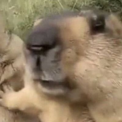 AsadJafer's profile picture. 