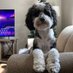 Friar the Dog (@notadog1234) Twitter profile photo Friar the Dog (@notadog1234) Twitter profile photo