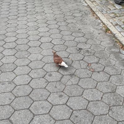 CactustheFrog's profile picture. 🙏